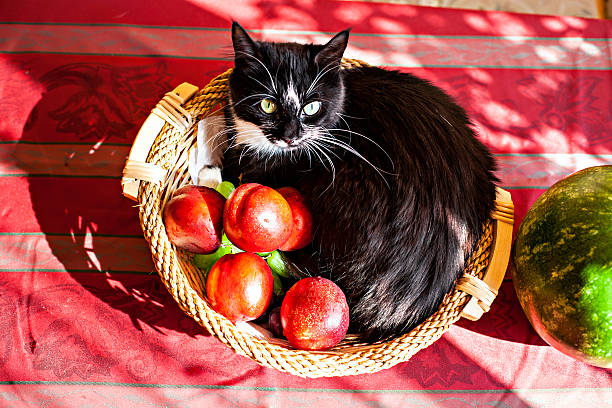 cat en canasta con frutas - plum yellow eating beauty and health fotografías e imágenes de stock