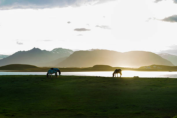 istock Icelandic Horses against summer night landscape 467854981
