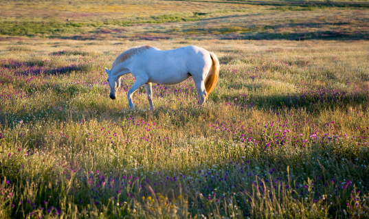 Luxuriant pasture at summer, Gansu Province, China