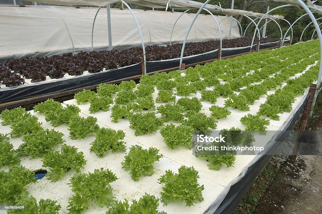 hydroponic farm at Doi Angkhang royal project, Chiangmai, hydroponic farm at Doi Angkhang royal project, Chiangmai, Thailand. Agriculture Stock Photo