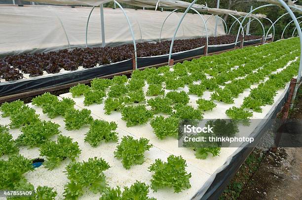 Hydroponic Farm At Doi Angkhang Royal Project Chiangmai Stock Photo - Download Image Now