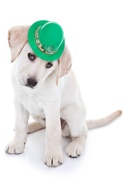 st. patrick's day - st patricks day dog irish culture leprechaun fotografías e imágenes de stock