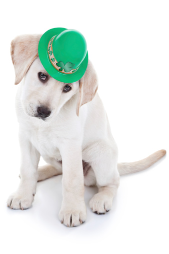 St. Patrick's Day Labrador puppy dog isolated
