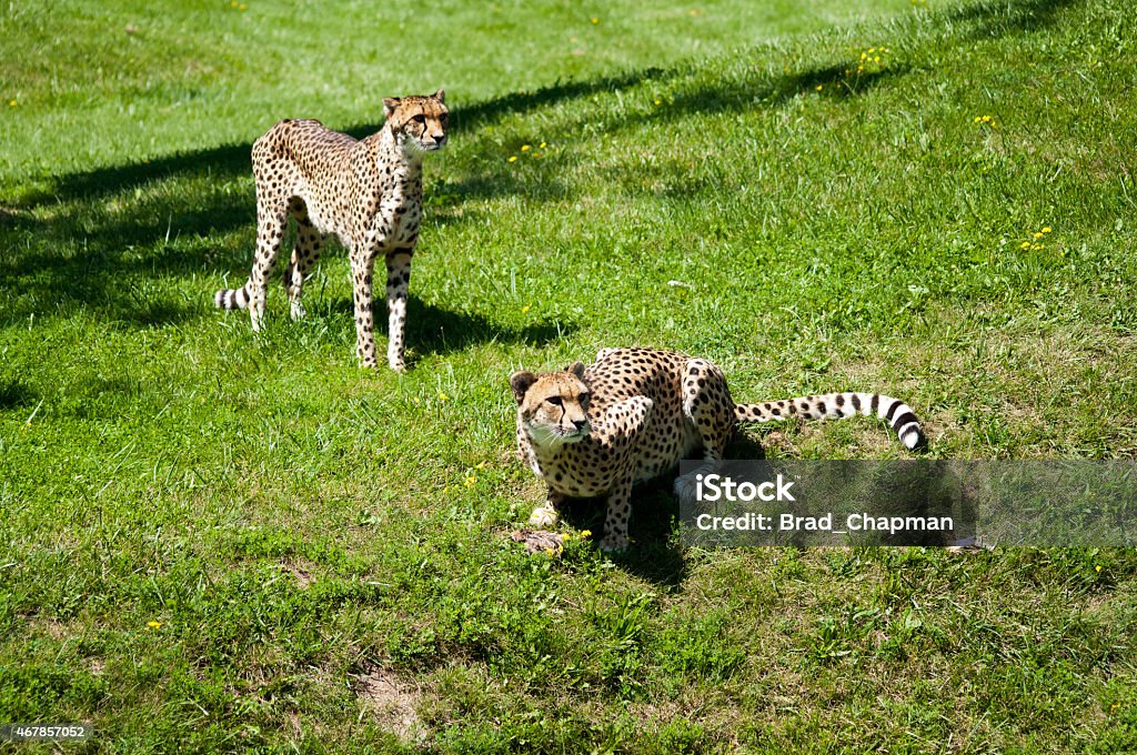 Cheetahs waiting for dinner Big cats waiting for dinner.   Toronto Zoo Stock Photo