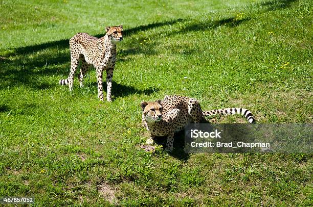 Cheetahs Waiting For Dinner Stock Photo - Download Image Now - Toronto Zoo, 2014, 2015