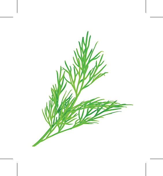 illustrations, cliparts, dessins animés et icônes de aneth, illustration vectorielle - fennel white background single object vegetable