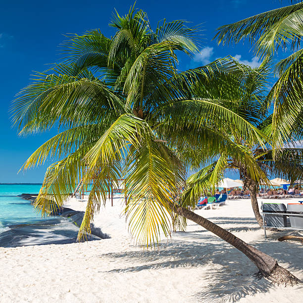 istock Coconut palm on caribbean beach 467857682