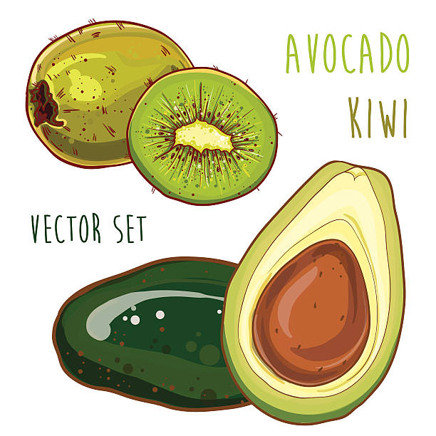 ilustrações de stock, clip art, desenhos animados e ícones de vetor definido com abacate e kiwi - freshness food serving size kiwi