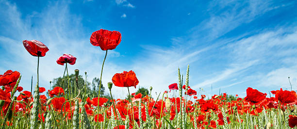 red poppy field stock photo