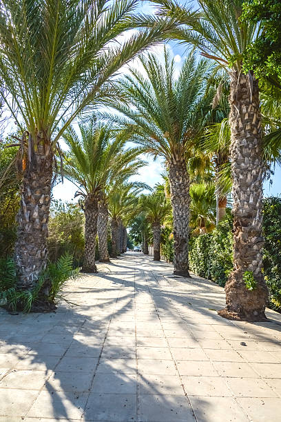istock palm alley to the ocean 467858276
