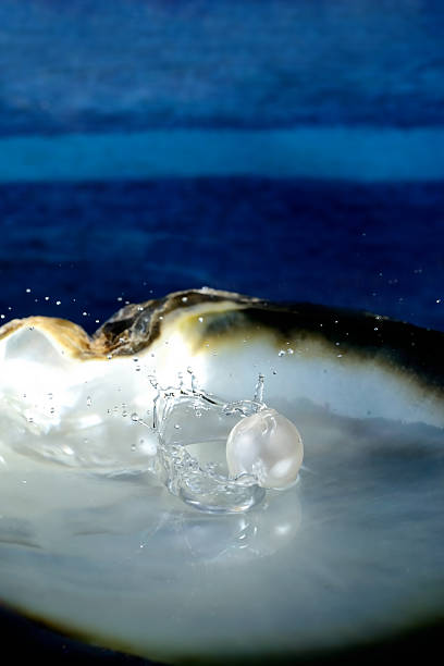 Sea shell with pearl stock photo