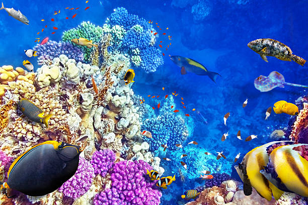 istock Underwater world with corals and tropical fish. 467862928