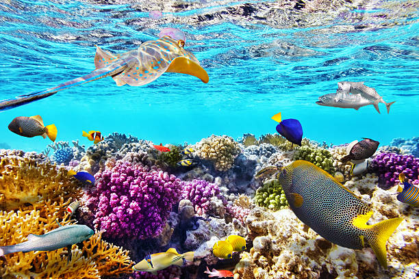 unterwasserwelt mit korallen und tropischen fischen. - hurghada stock-fotos und bilder