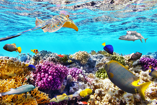 Wonderful and beautiful underwater world with corals and tropical fish.