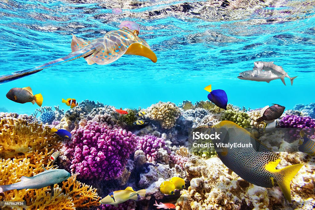 Underwater world with corals and tropical fish. Wonderful and beautiful underwater world with corals and tropical fish. Reef Stock Photo
