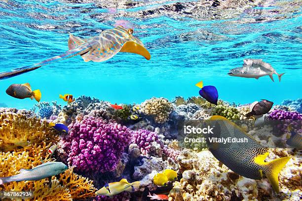 Underwater World With Corals And Tropical Fish Stock Photo - Download Image Now - Reef, Maldives, Australia