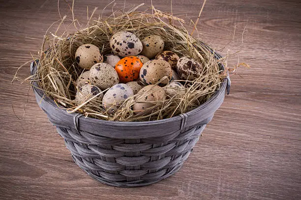 Photo of wood basket filled with eggs one orange egg of quails