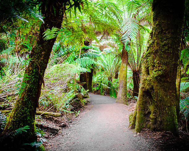 istock Maits Rest Rainforest Trail on Great Ocean Road, Australia 467863148