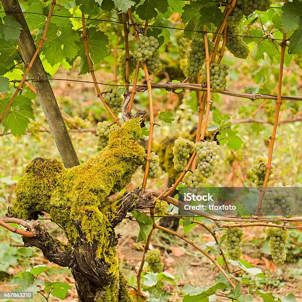 Old Grapes Stock Photo - Download Image Now - 2015, Agriculture, Branch - Plant Part