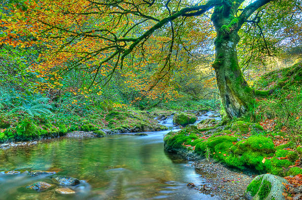 Muniellos forest. stock photo