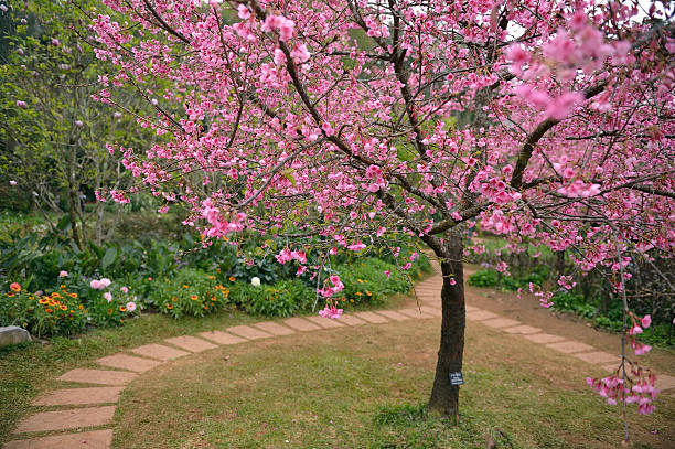 istock Himalayan Cherry (Prunus cerasoides) blooming at Doi Angkhang, T 467864733