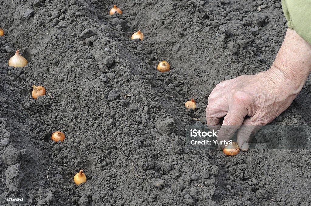 Senior Frau Pflanzen Zwiebeln - Lizenzfrei Agrarbetrieb Stock-Foto