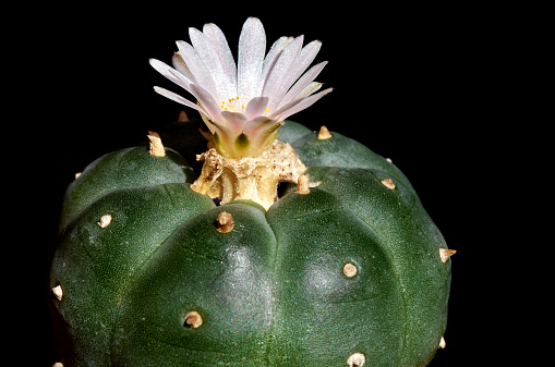 Blossoming pink flowering cactus Peyote isolated on black background