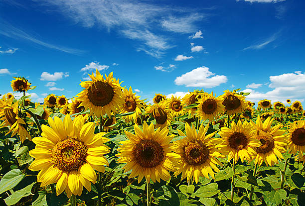 sunflowers - foto de stock