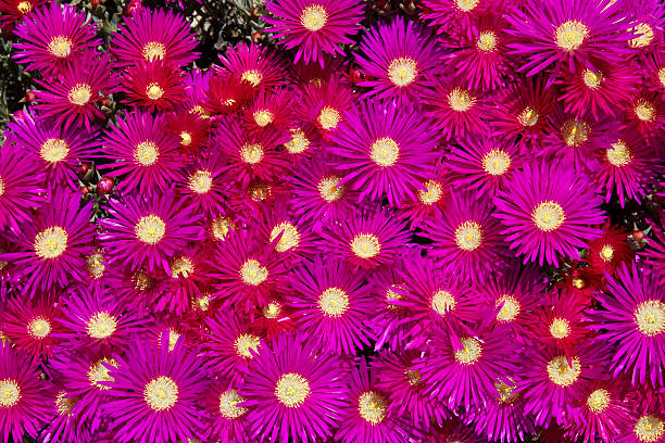 Blooming flower of ice plants (Lampranthus spectabilis) Blooming flower of ice plants (Lampranthus spectabilis) lampranthus spectabilis stock pictures, royalty-free photos & images