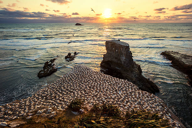 muriwai pôr-do-sol - murawai beach - fotografias e filmes do acervo