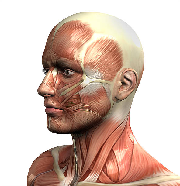istock 3D male figure with muscle map 467866776
