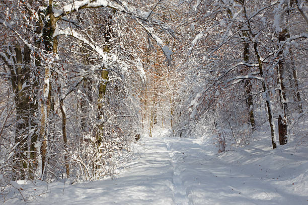 istock winter forest in Little Carpathian hills 467866852
