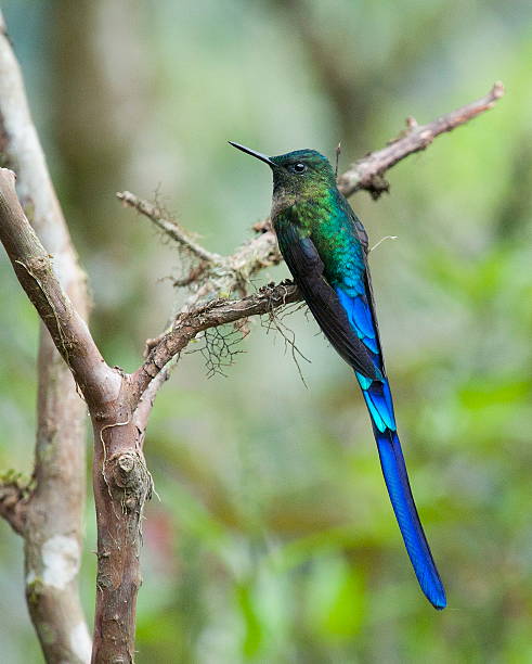 istock colorful hummingbird at rest 467867183
