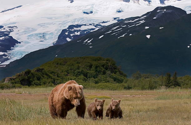 istock mother and cubs brown bears 467867303
