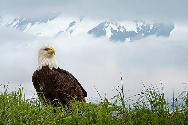 istock king of the wild 467867351