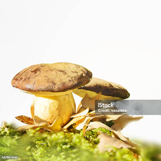 Autumn Forest Mushrooms Stock Photo - Download Image Now - 2015, Autumn, Backgrounds
