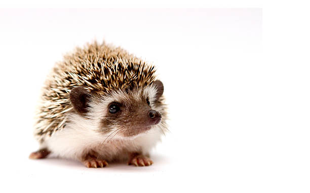 istock beautiful cute black hedgehog atelerix albiventris rodent 467867762