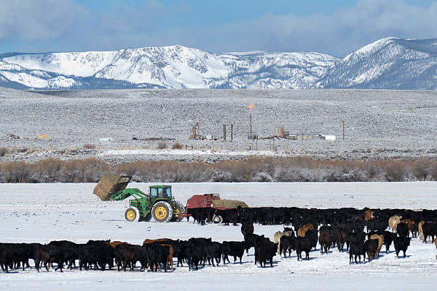 Feeding cows hay on snowy ranch in Colorado Rocky Mountains