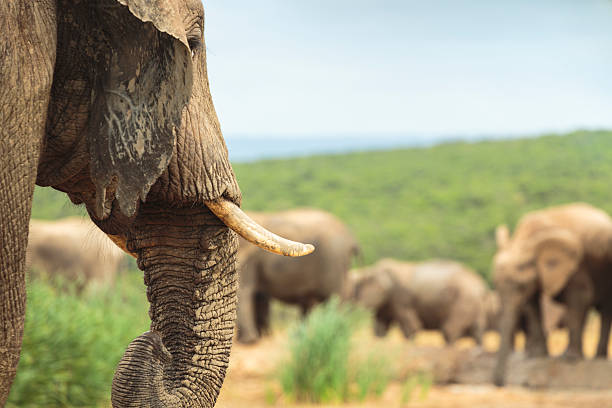 gruppo di elefanti africani - addo elephant national park foto e immagini stock