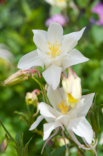 Several white columbine blossoms are in various stages of blooming, with anthers and stamens surrounded by delicate white petals.