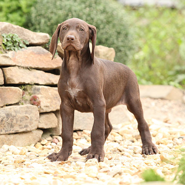 istock Gorgeous puppy in the garden 467868103