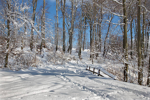 istock winter forest in Little Carpathian hills - Slovakia 467870112