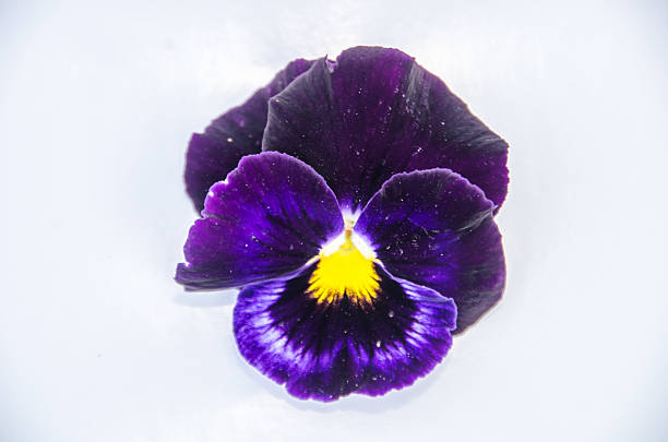 Pansy (Viola x Wittrockiana) is a large-flowered hybrid plant, cultivated as a garden flower.