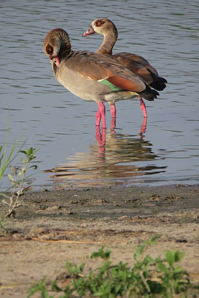 istock Egyptian Geese 467871060