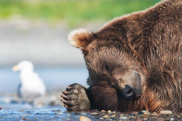 urso pardo dormir - katmai national park imagens e fotografias de stock