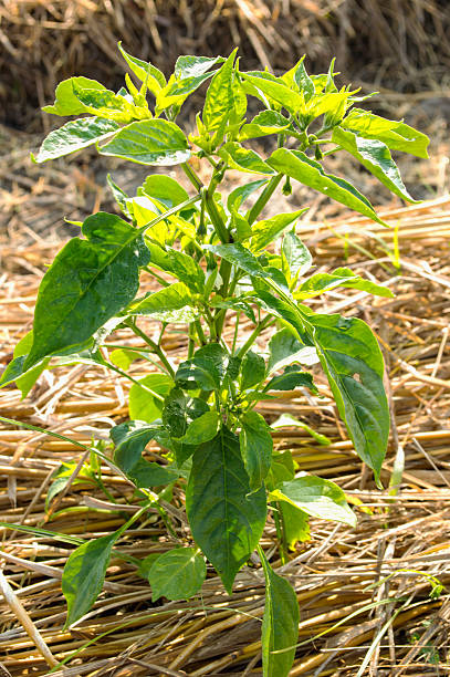 istock Seedlings of pepper 467871271