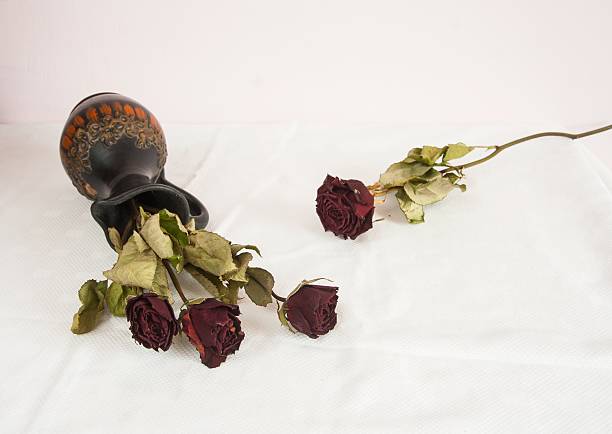 ドライ rose の花 - wilted plant audio ストックフォトと画像