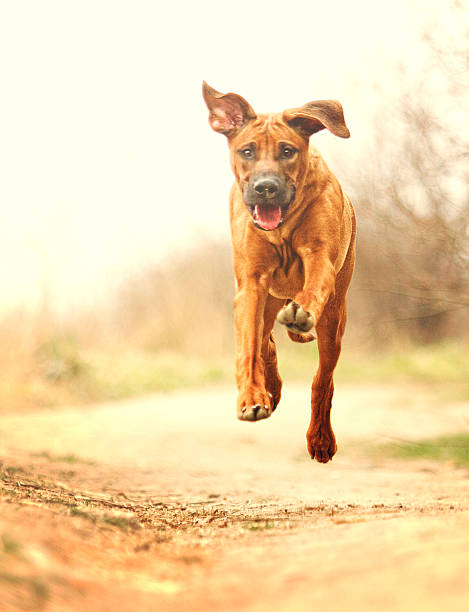 istock crazy fun rhodesian ridgeback dog puppy flying and running 467871506