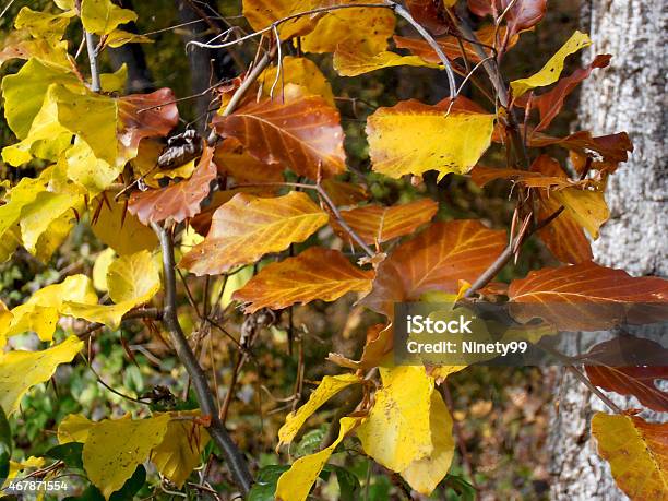 Leafs In Autumn Stock Photo - Download Image Now - 2015, Autumn, Backgrounds