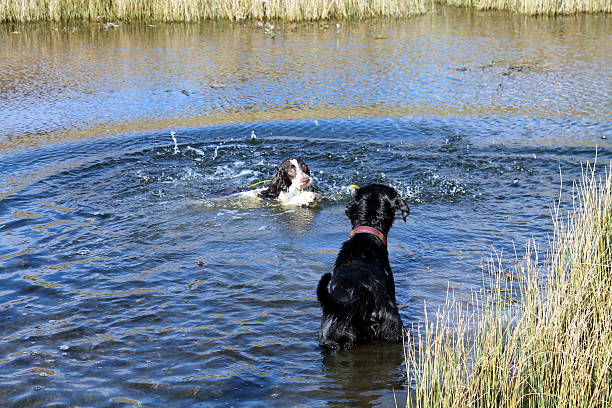 istock Manny And Scamp at Reffley 467871560